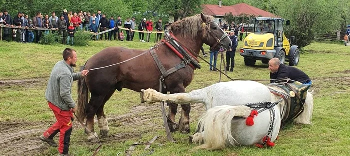 Falko a fost doborât de efort  FOTO Facebook Ștefan Sângeorzan