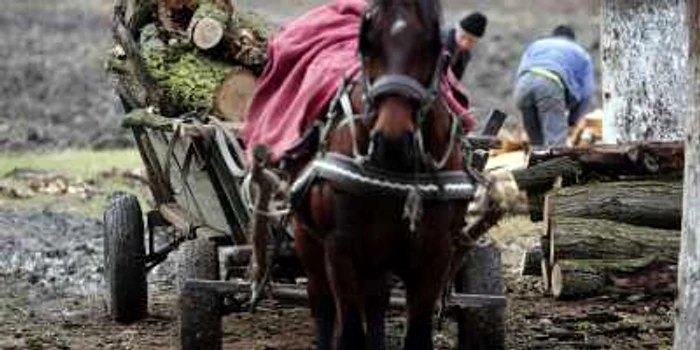 Hoţii de lemne au fost prinşi în flagrant de poliţişti (Foto arhivă)