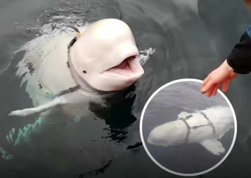 Când a fost observată prima dată, beluga Hvaldimir purta un ham ciudat. Foto Facebook