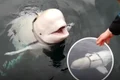 Beluga Hvaldimir jpg