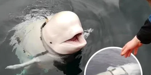 Beluga Hvaldimir jpg