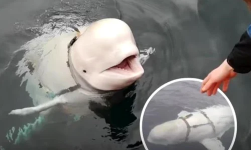 Beluga Hvaldimir jpg