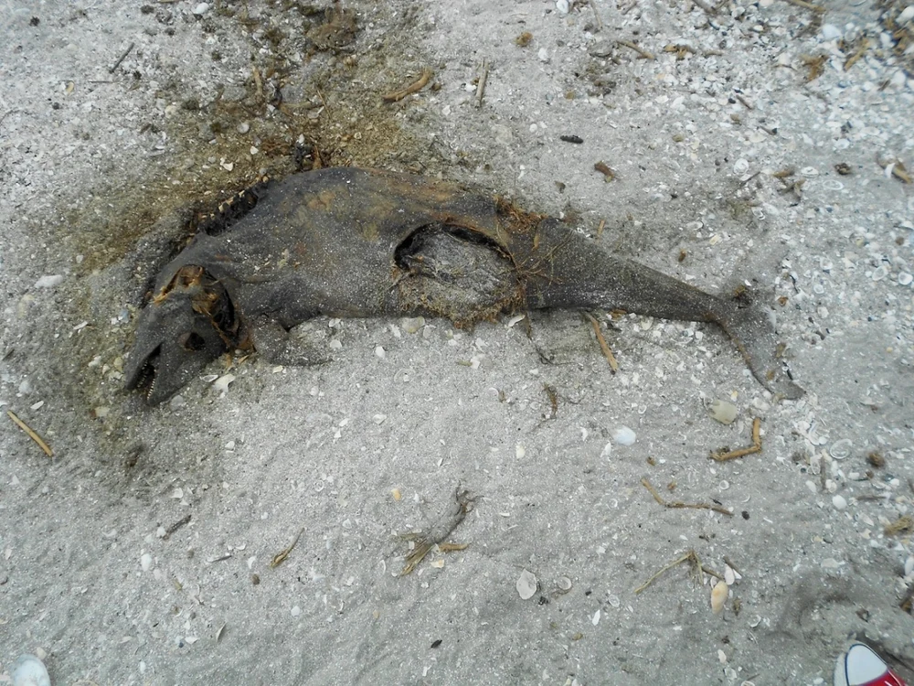 Delfin eşuat pe plaja din Delta Dunării FOTO ARBDD