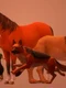 Test  Primul animal pe care l observi îţi dezvăluie starea emoţională jpg