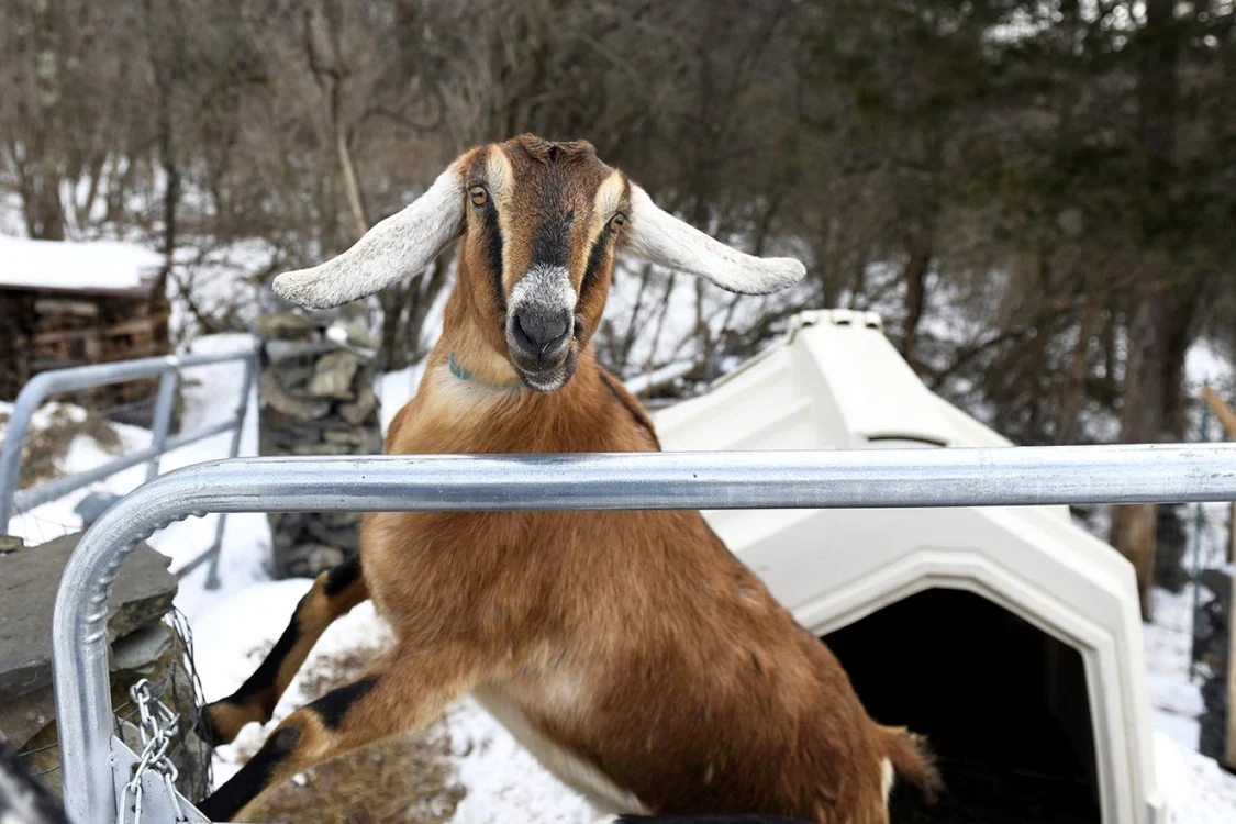 Lincoln, capra aleasă primar în Hair Haven, Vermont FOTO Twittter @tryroaqdgoat