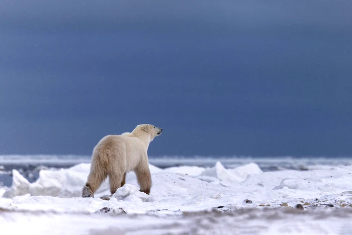 Urs polar în habitat. FOTO: Rareș Beșliu