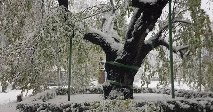 Teiul lui Eminescu FOTO radioiasi.ro