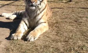 Cei doi tigrii, Tomi şi Riwa, care erau ca două mâţe amărâte, acum au prins puteri jpeg