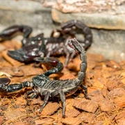 scorpion FOTO Shutterstock