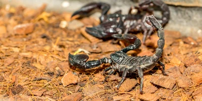 scorpion FOTO Shutterstock
