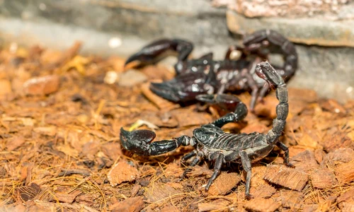 scorpion FOTO Shutterstock