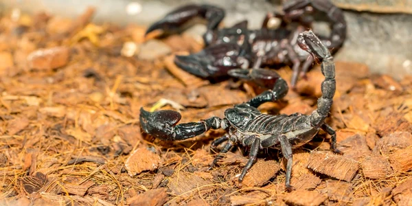 scorpion FOTO Shutterstock