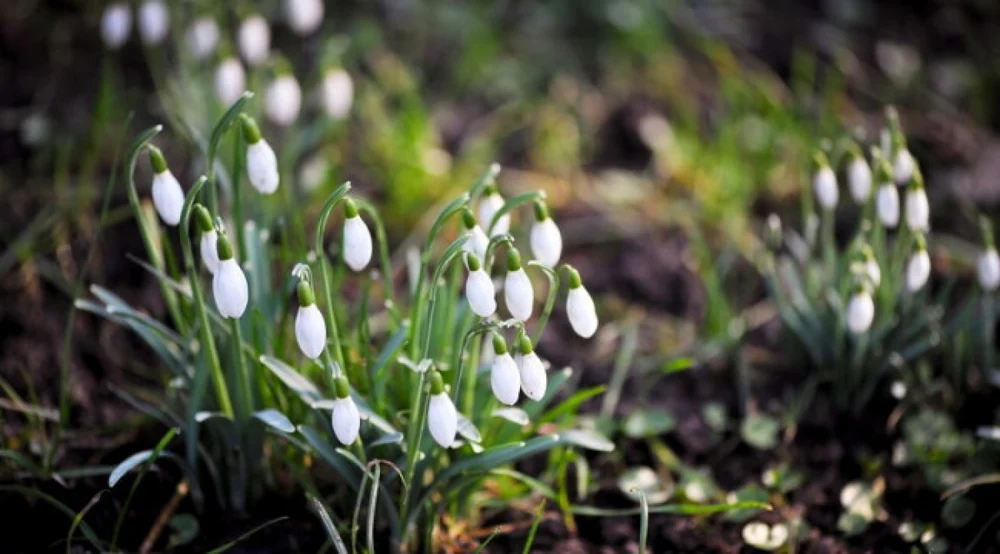 Cum va fi vremea de 1 martie. Meteorologii spun când vom avea temperaturi de primăvară
