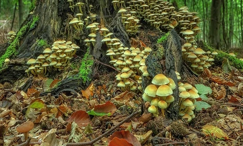 1 mushrooms jpg jpeg