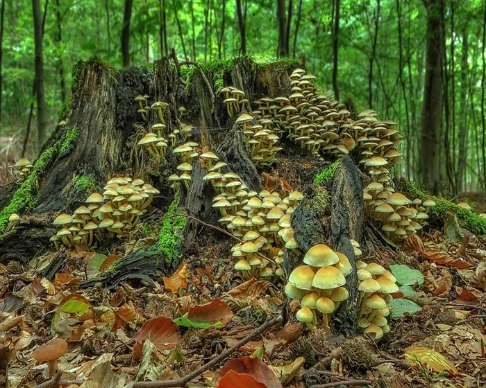 1 mushrooms jpg jpeg