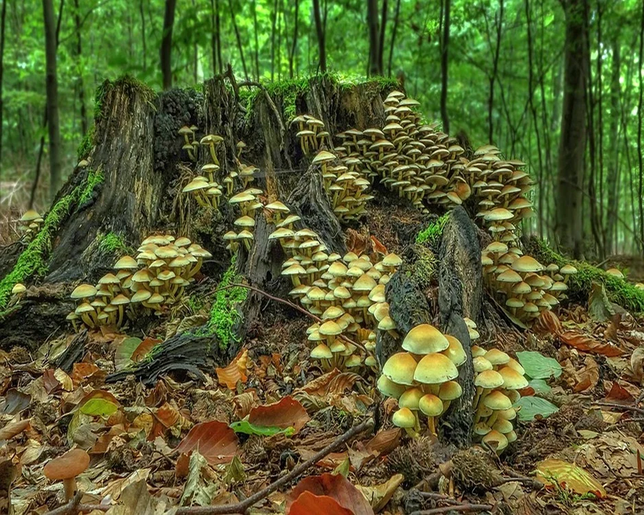 1 mushrooms jpg jpeg