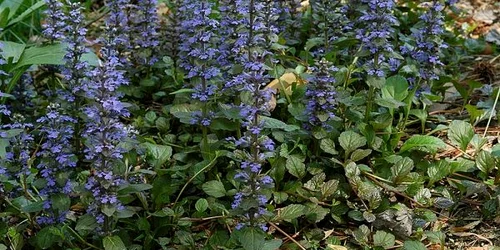 ajuga vinetea studiu ubb. foto wikipedia/EnLorax