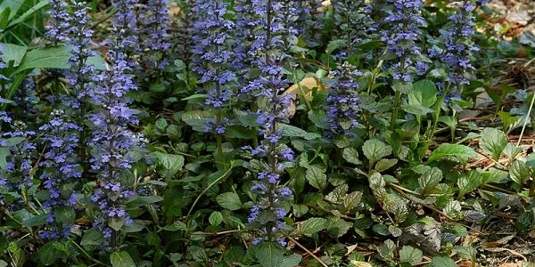 ajuga vinetea studiu ubb. foto wikipedia/EnLorax