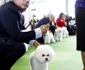 Club Dog Show 2019 / FOTO EPA - EFE