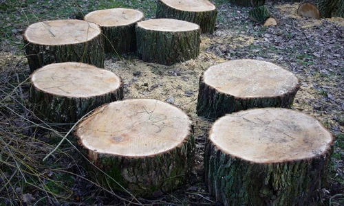 1 66432 original jpg jpeg