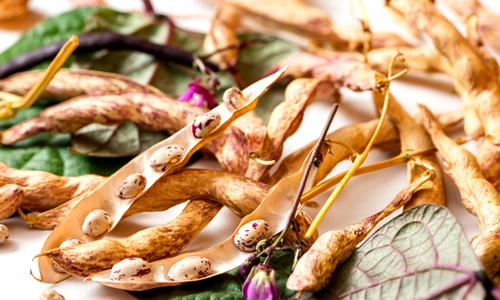 1 teci fasole jpg jpeg