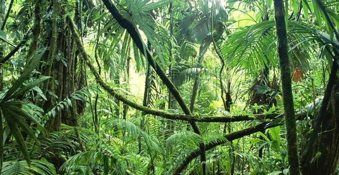 jungla amazoniana