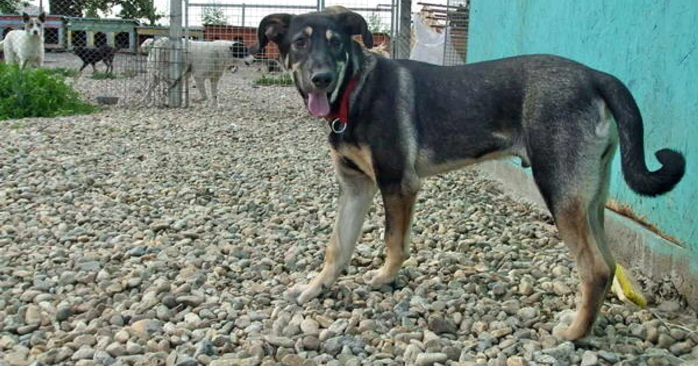 Târg de adopții în București / Foto: Arhivă