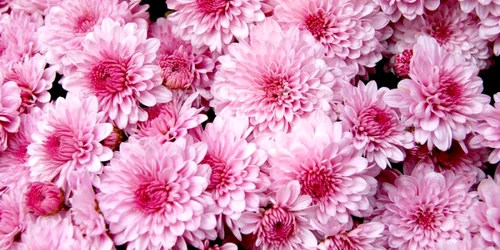 plante de apartament toxice