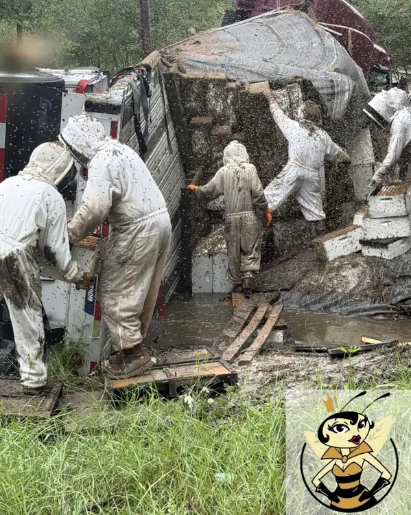 Un oraș pus în pericol de două milioane de albine. FOTO: Queen Bee Supply