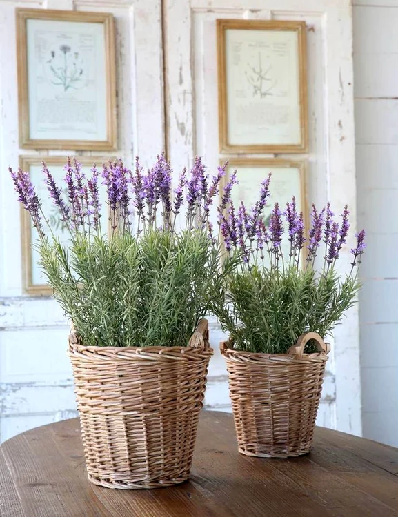 Lavanda are o anumită semnificație în Feng Shui