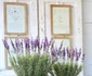 2 lavanda jpg jpeg