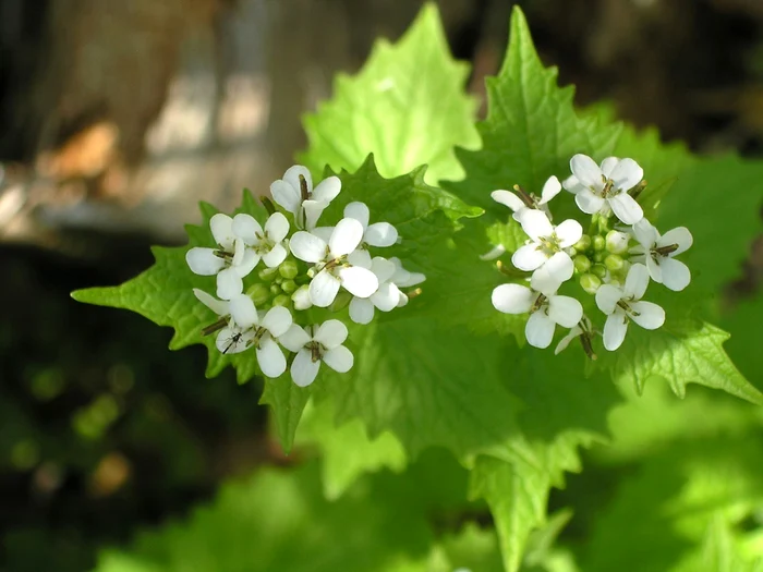 Alliaria petiolata. Sursă foto: Go Botany - New England Wild Flower Society