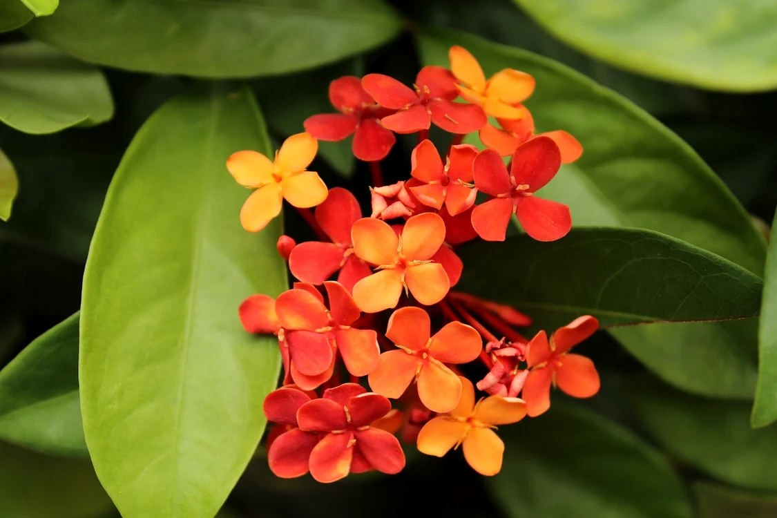 Ixora, sau iasomia indiană, este magnifică pentru grădină / foto: Pixabay