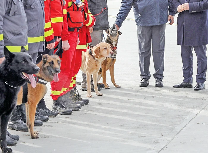 100 de salvatori cu 6 câini  se află în Turcia