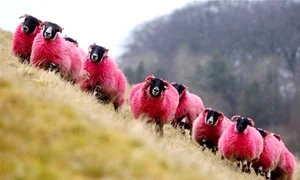 oi roz premiera mondiala jpg