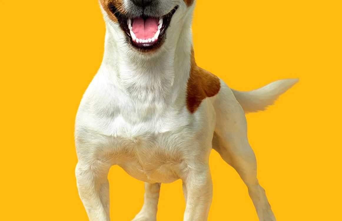 reclama