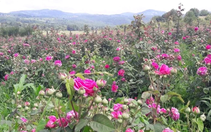 Plantaţie de trandafiri pentru dulceaţă