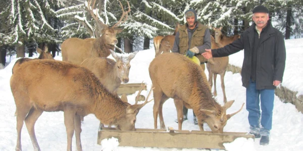 ferma cerbi sibiu25