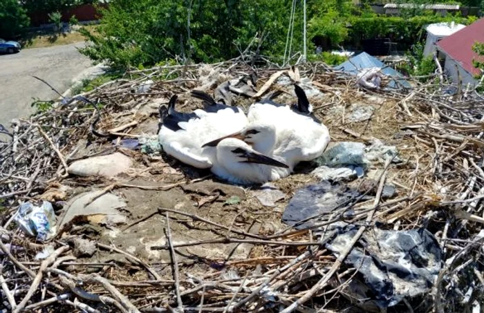 Plasticul a ajuns şi în cuiburi FOTO SOR