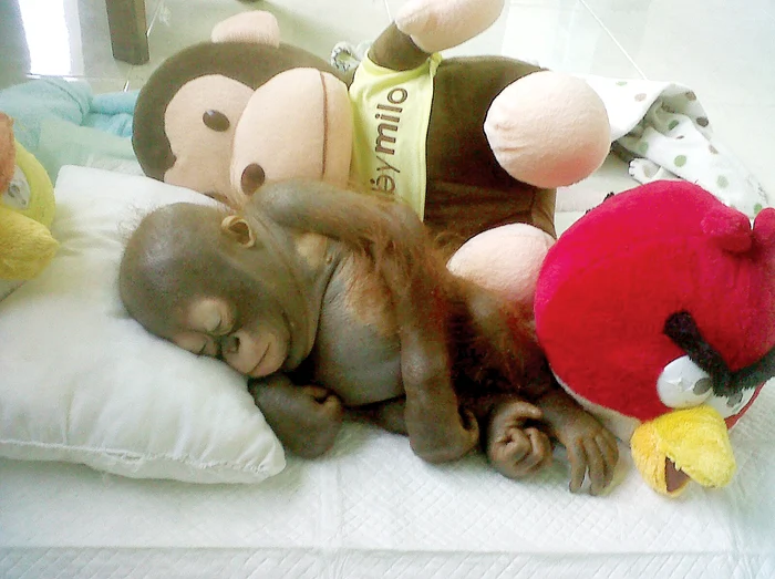 Doctorii cred că în câteva luni  micuţul va fi complet vindecat