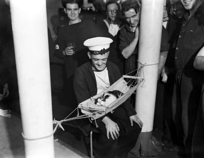 Pisica dormind intr un hamac pe HMS Hermione FOTO Wikipedia