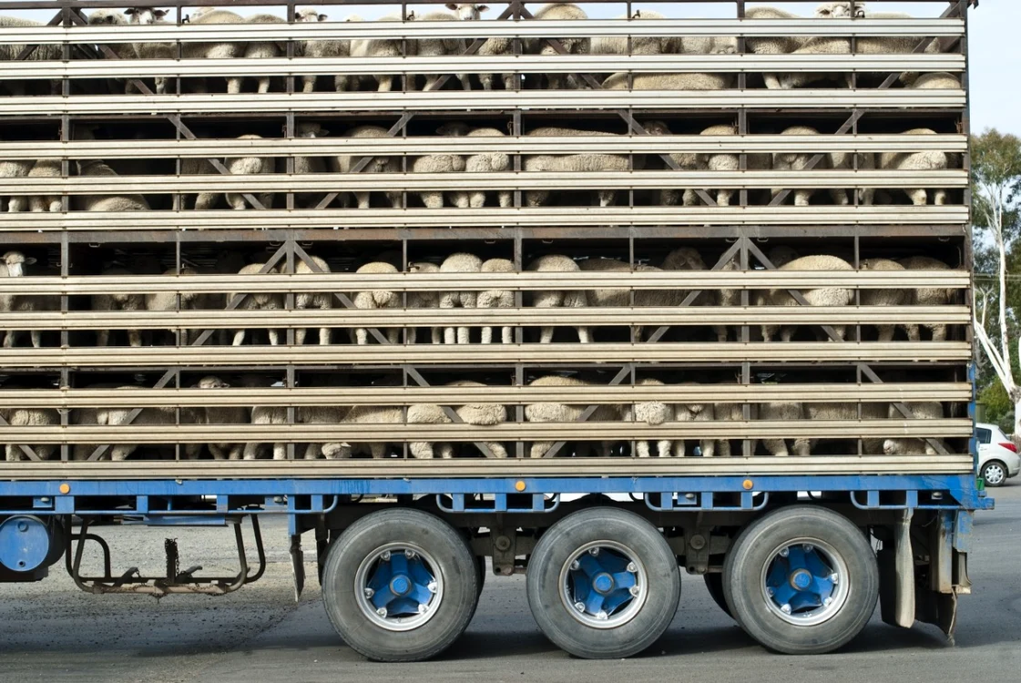 Transport ovine. FOTO Shutterstock