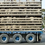 Oi transport camion animale FOTO Shutterstock