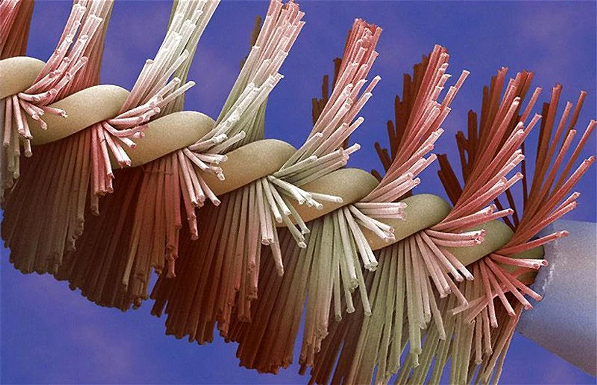 Aşa se văd obiectele uzuale la microscop (Foto: realitypod.com, vidacollection.org)