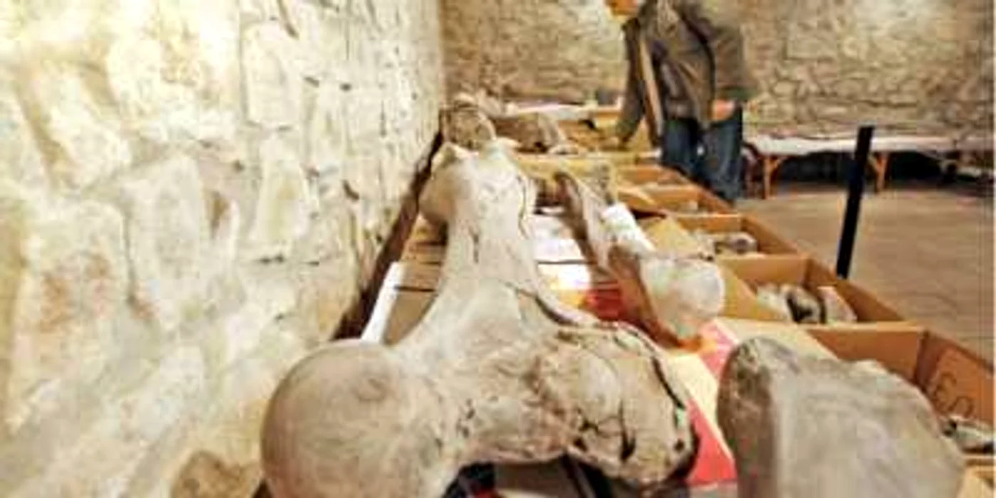 În aşteptarea unei săli care să-l încapă reconstituit integral, mastodontul ocupă acum trei camere din subsolul muzeului 