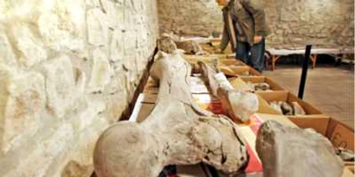 În aşteptarea unei săli care să-l încapă reconstituit integral, mastodontul ocupă acum trei camere din subsolul muzeului