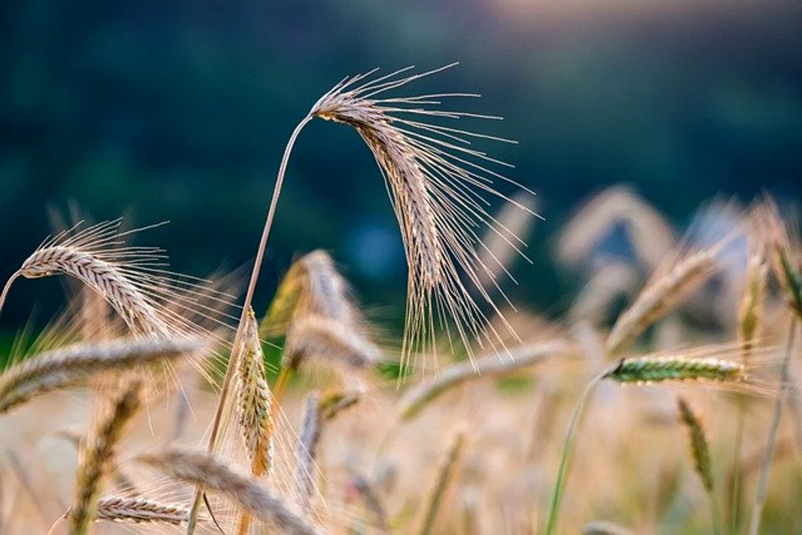 
    Secara poate fi un remediu pentru tratarea mai multor boliFoto: pixabay.com  