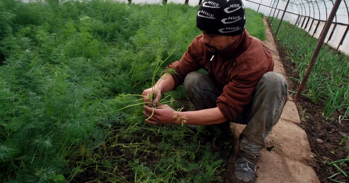 Deținuții vor învăța cum se cultivă și se cresc plantele participând la 140 de ore de practică (foto arhiva Adevarul)