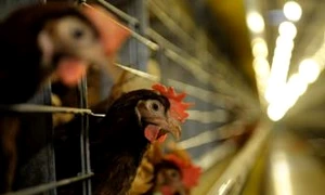 Carantină cu specific românesc jpeg