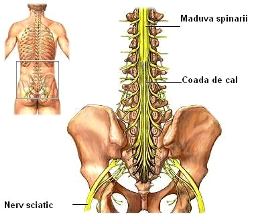 Mănunchiul de nervi „coada de cal„  FOTO Sfatulmedicului.ro